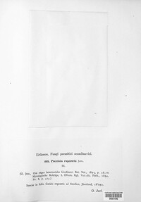 Puccinia rupestris image